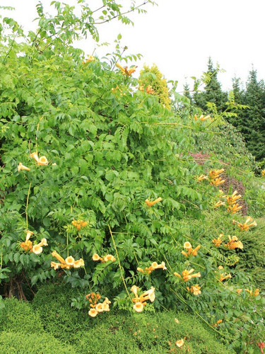 Milin amerykański (Campsis) Judy - roślina pnąca 100-120cm 5