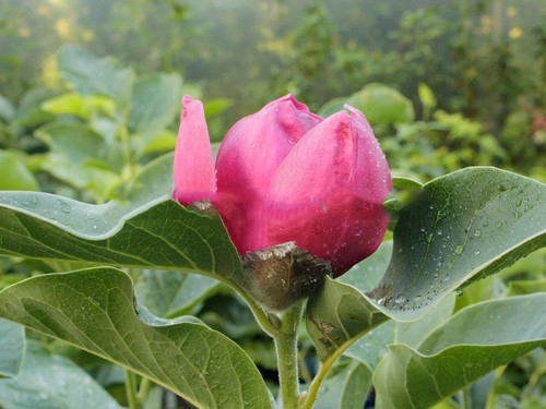 Magnolia Black Tulip rewelacyjna c5 60-90cm 5