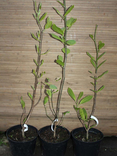 Magnolia Siebolda (Magnolia sieboldii) pachnąca c4 70-100cm 6