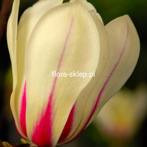 Magnolia pośrednia (Magnolia soulangeana) Sunrise c5 20-40cm