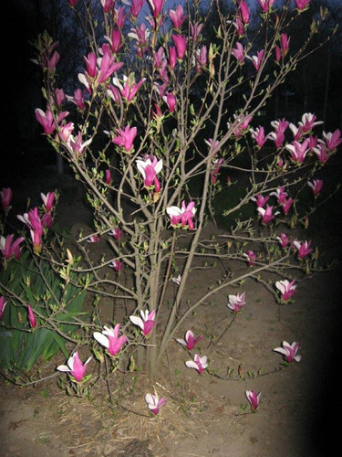 Magnolia George Henry Kern - do małych ogrodów c4 80-100cm 5