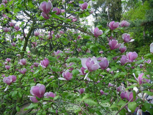 Magnolia pośrednia (Magnolia soulangeana) Lennei c3 120-150cm 2