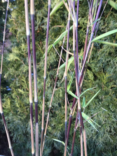 Bambus mrozoodporny (Fargesia nitida) Black Pearl Fargezja lśniąca c3 100-120cm 4