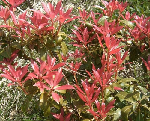 Pieris japoński (Pieris japonica) Forest Flame sadzonka 40-50cm 3