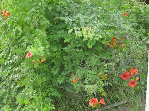 Milin amerykański (Campsis) Florida - roślina pnąca 80-100cm 6