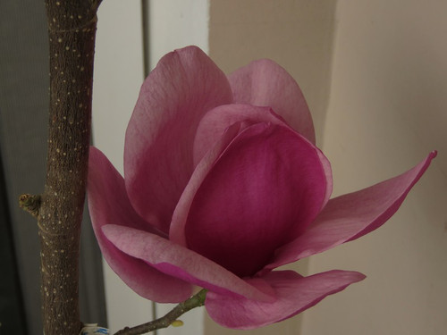 Magnolia Cleopatra c4 70-90cm 1