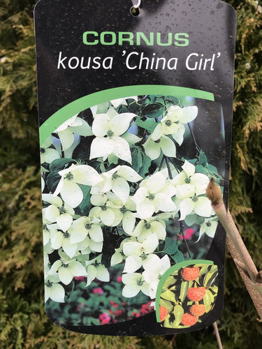 Dereń kousa odm. chińska (Cornus kousa var. chinensis) China Girl c10 100-130 cm  6