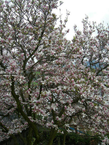 Magnolia pośrednia (Magnolia soulangeana) Amabilis c3 100-130cm 3