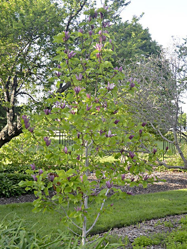 Magnolia denudata Black Beauty c5 60-80cm 6