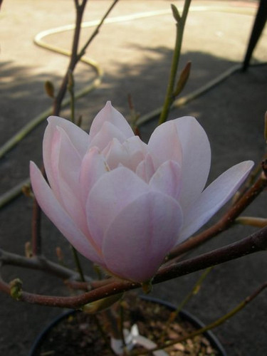 Magnolia gwiaździsta Rosea c5 120-160cm 4