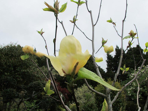 Magnolia Honey Tulip c5 35-55cm 4
