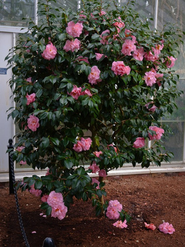 Kamelia japońska (Camellia japonica) Tiffany c4 120-150cm 3