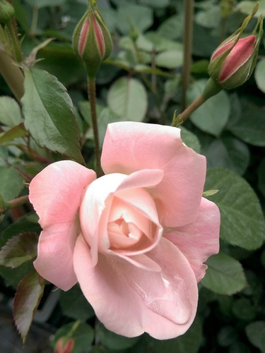 Róża rabatowa Carcassonne jasnoróżowa c4 60-70cm 4