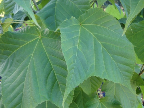 Klon zielonokory (Acer tegmentosum) c3 60-90cm 5