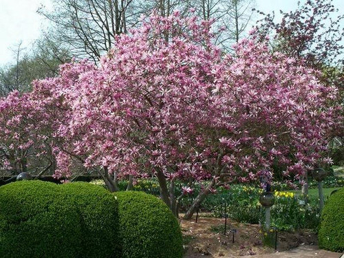 Magnolia George Henry Kern - do małych ogrodów c4 80-100cm 3
