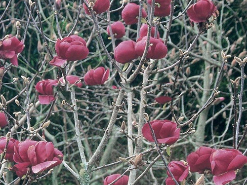 Magnolia Black Tulip c4 140-180cm 1