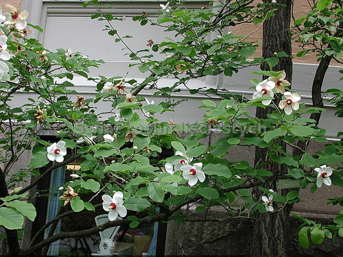 Magnolia Siebolda c5 230-260cm - tylko odbiór osobisty! 1