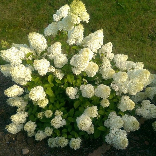 Hortensja bukietowa (Hydrangea) Diamantino c3 40-60cm