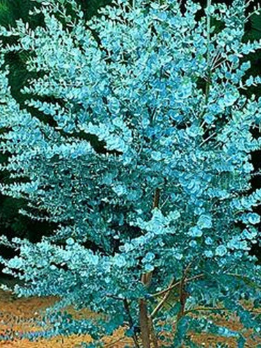 Eukaliptus niebieski (Eukaliptus gunnii) sadzonka 80-100cm 2