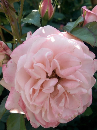 Róża rabatowa Carcassonne jasnoróżowa c4 60-70cm 5