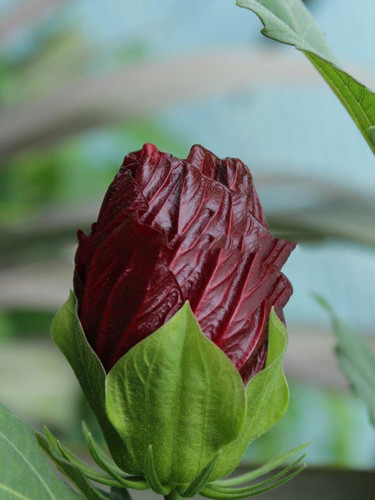 Hibiskus bylinowy (Hibiscus) Cranberry Crush sadzonka 7