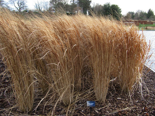 Proso rózgowate (Panicum virgatum) Northwind sadzonka 5