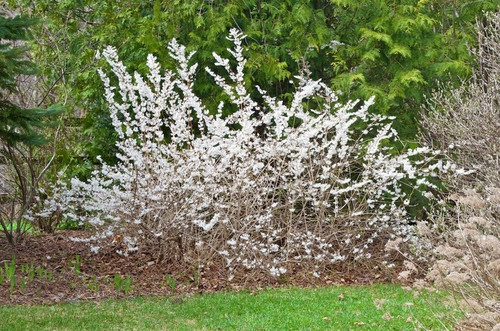 Abeliofylum koreańskie - biała forsycja 40-60cm sadzonka 3
