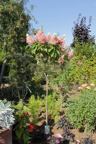 Hortensja bukietowa na pniu (Hydrangea) Pinky Winky c5 70-90cm 1