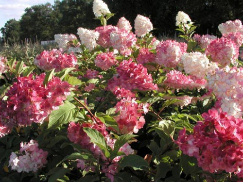 Hortensja bukietowa (Hydrangea) Vanille Fraise c3 30-40cm 1