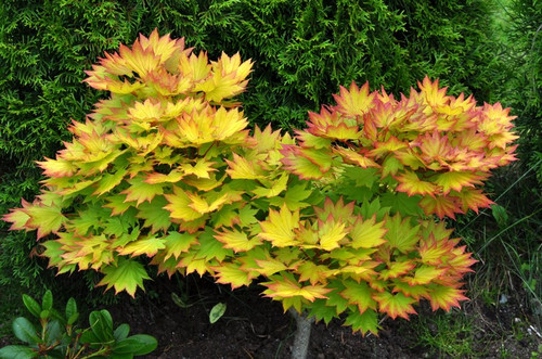 Klon Shirasawy (Acer shirasawum) Aureum c7,5 60-90 cm 7