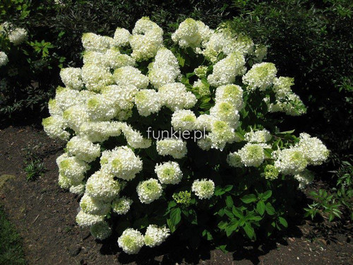 Hortensja bukietowa Phantom Hydrangea c3-c5 na pniu 70-80 cm 2