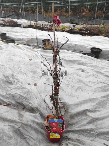Róża krzewiasta (Rosa) Nicolas 80-90 cm c2  4