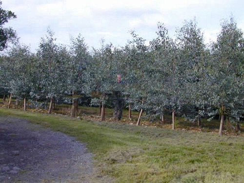 Eukaliptus niebieski (Eukaliptus gunnii) sadzonka 80-100cm 4