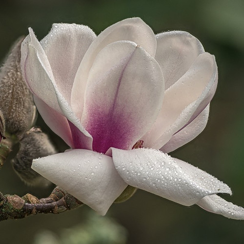 Magnolia Athene c3 45-70cm