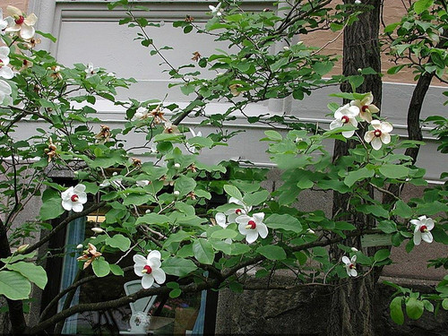 Magnolia Siebolda (Magnolia sieboldii) pachnąca c4 70-100cm 1
