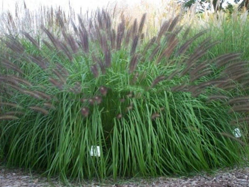 Trawa rozplenica japońska piórkówka (Pennisetum) Moudry sadzonka