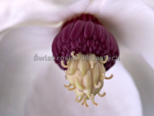 Magnolia Siebolda c5 230-260cm - tylko odbiór osobisty! 3