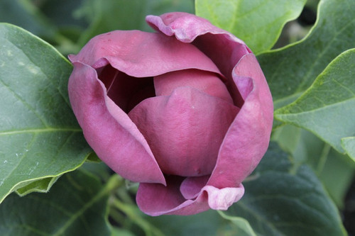 Magnolia Genie- powtarza kwitnienie sadzonka 130-160 cm c3 5