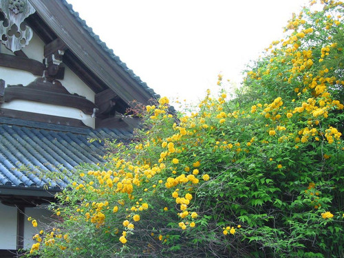 Złotlin japoński (Kerria japponica) c3 100-130 cm 7