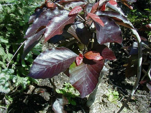 Buk płaczący czerwonolist. (Fagus sylvatica) Purpurea Pendula c4 70-80cm 1