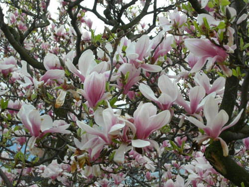 Magnolia pośrednia (Magnolia soulangeana) c3 100-120cm  1