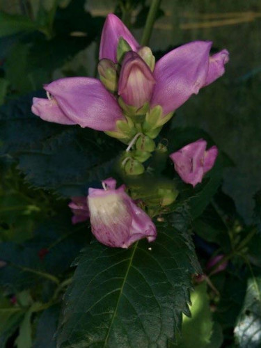Żółwik ukośny (Chelone obliqua) kwiaty różowe sadzonka 5