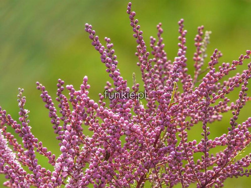 tamaryszek pięciopręcikowy (Tamarix pentandra, Tamarix ramosissima) Pink Cascade c3 60-80cm 3