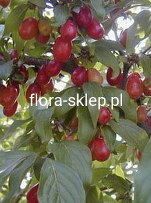 5f07954142766a9ff47422b21fca516d
