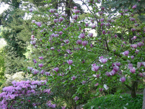 Magnolia pośrednia (Magnolia soulangeana) Lennei c3 120-150cm 6