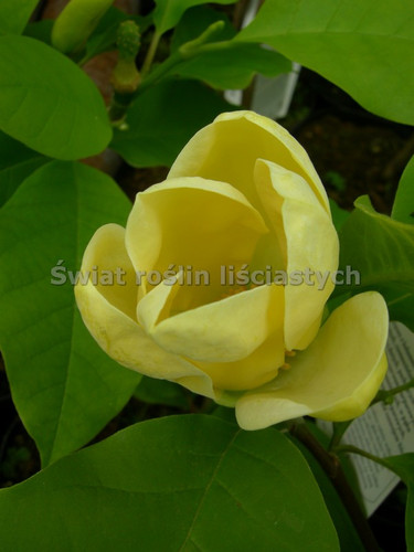 Magnolia Yellow Bird c12 130-150cm 4