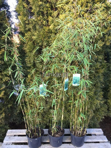 Bambus mrozoodporny (Fargesia nitida) Fargezja lśniąca c3 80-100cm 3