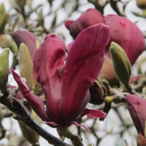 Magnolia Burgundy Star c5 60-80cm