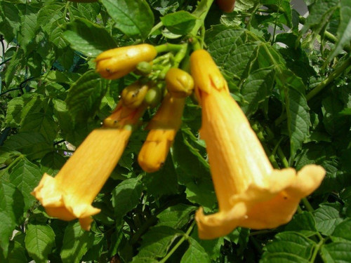 Milin amerykański (Campsis) Flava - roślina pnąca 80-100cm 1