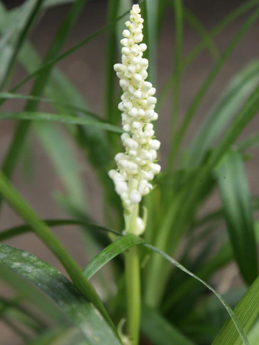 Liriope szafirkowe (Liriope muscari) Monroe White sadzonka 3